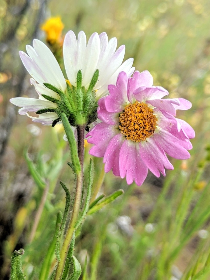 Layia erubescens photo 3