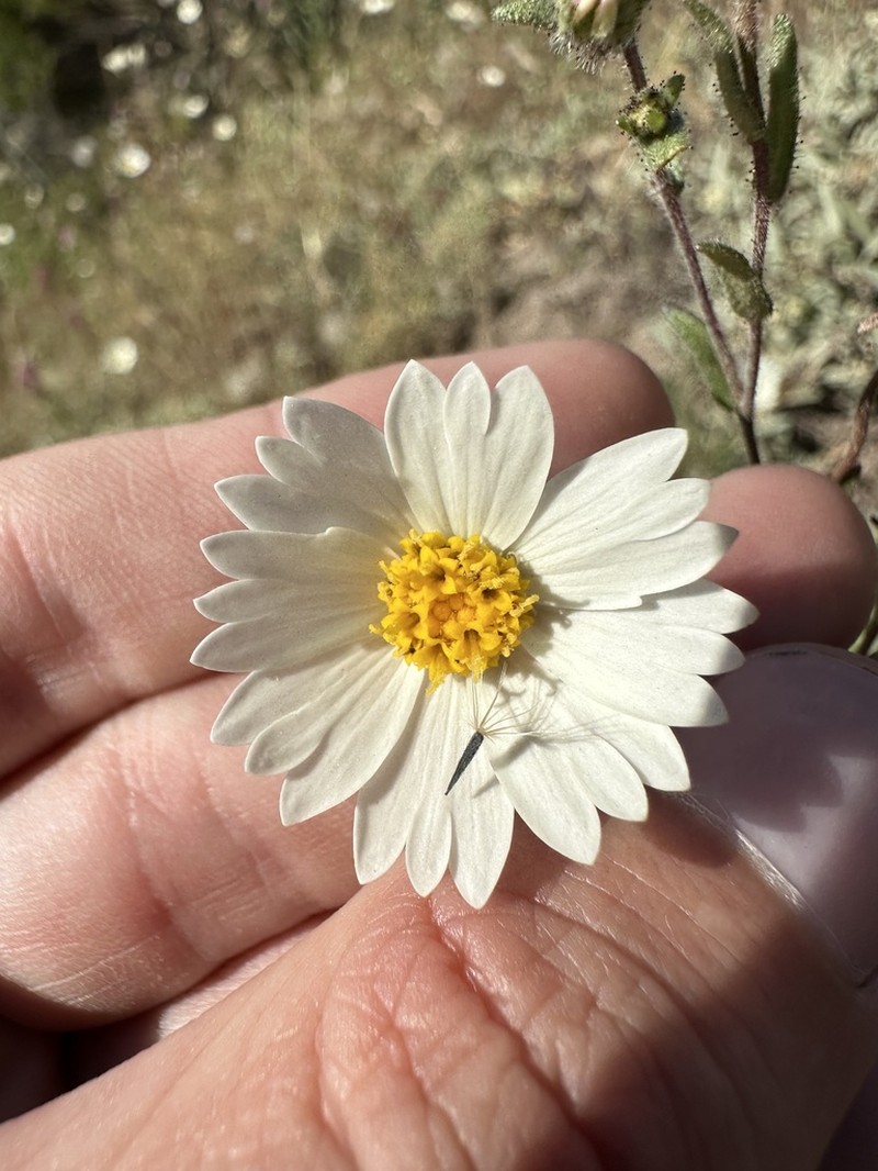 Layia erubescens photo 4