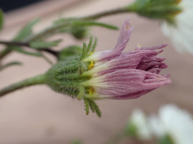 Layia erubescens photo 5