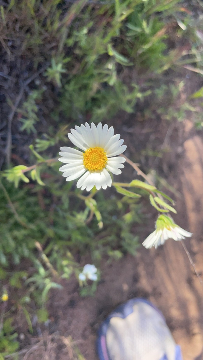 Layia erubescens photo 6