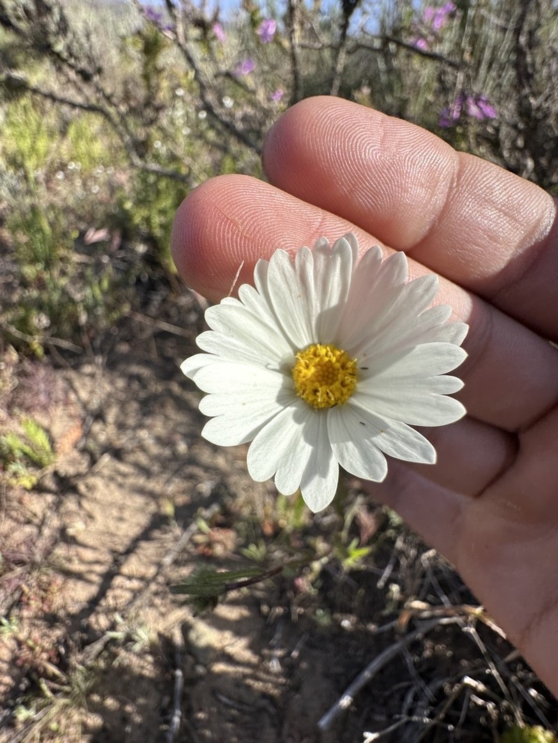 Layia erubescens photo 7