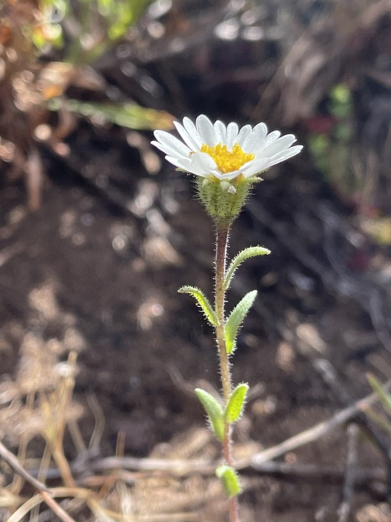 Layia erubescens photo 8
