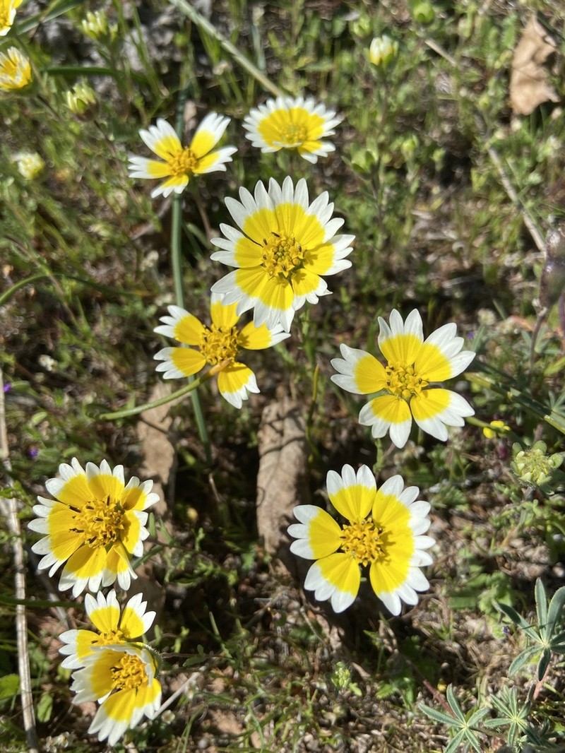 Fremont's Tidytips photo 2