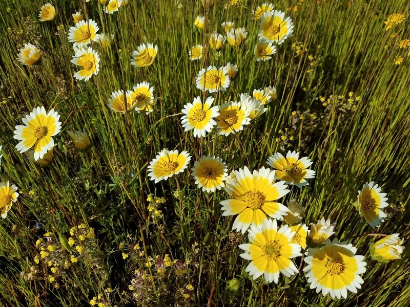 Fremont's Tidytips photo 4