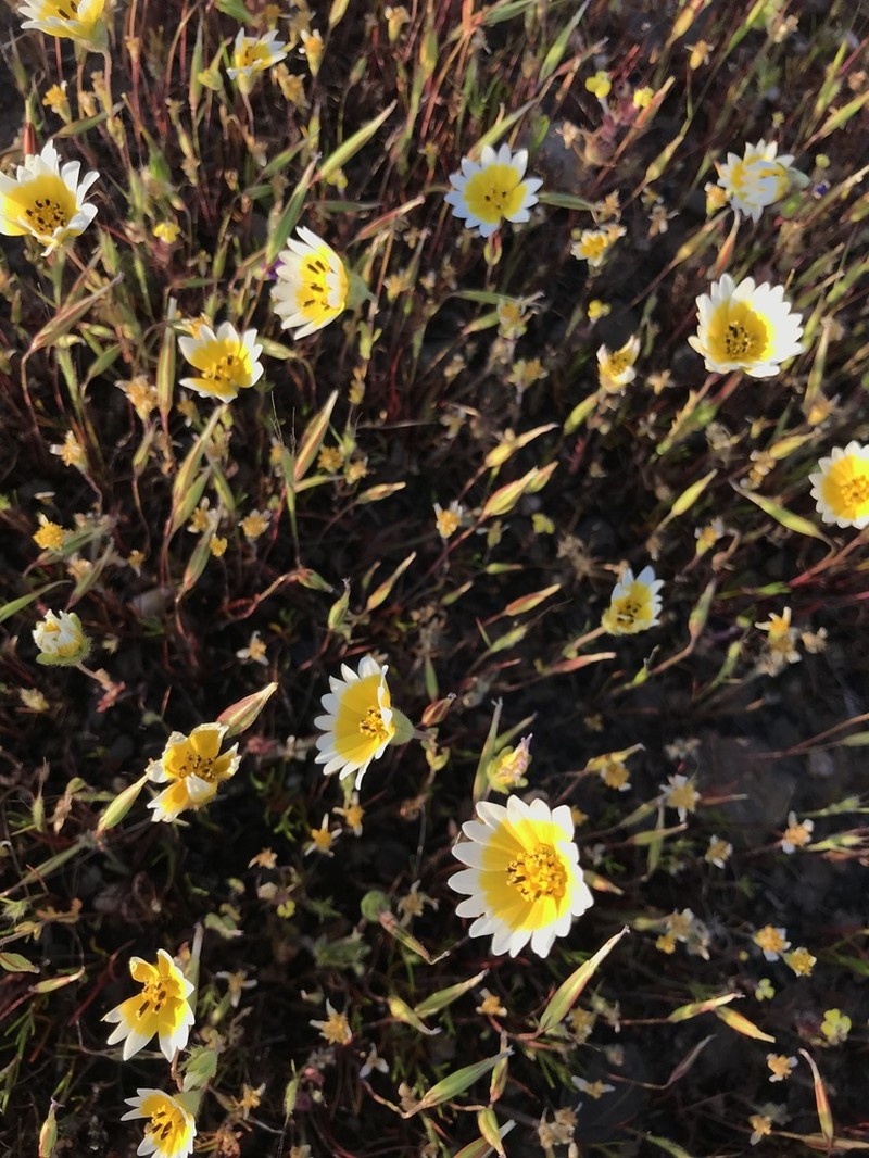 Fremont's Tidytips photo 5