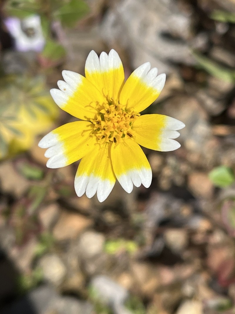 Fremont's Tidytips photo 7