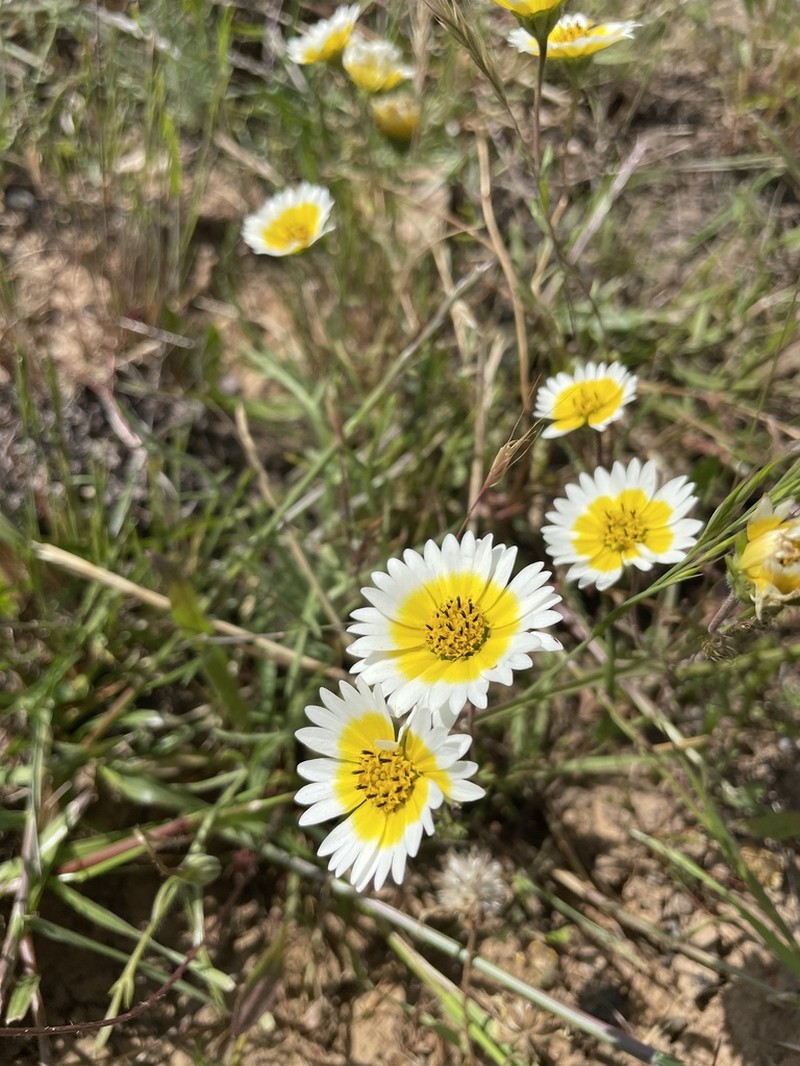 Fremont's Tidytips photo 8