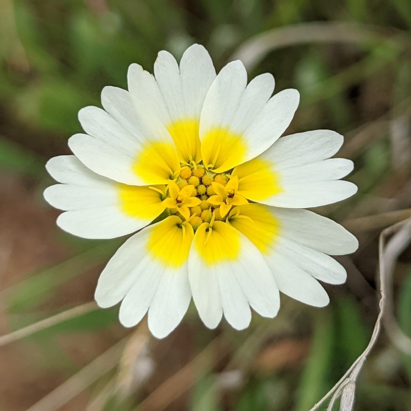 Woodland Tidytips