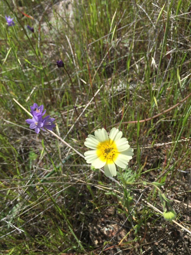 Woodland Tidytips photo 2