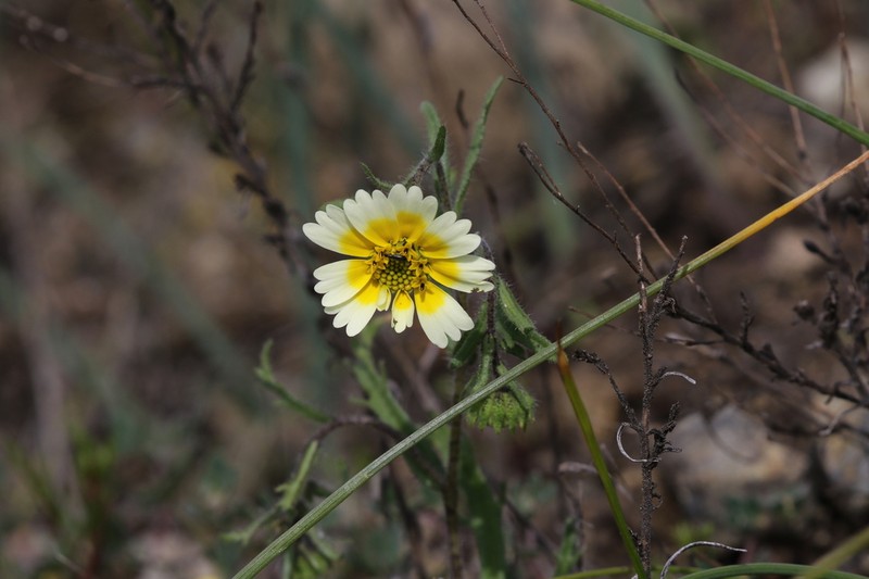 Woodland Tidytips photo 5