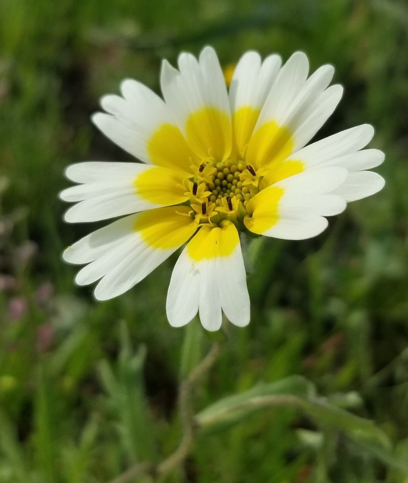 Woodland Tidytips photo 6