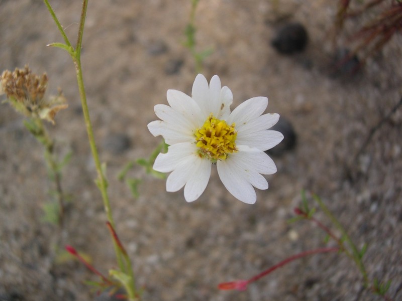 Whitedaisy Tidytips photo 5