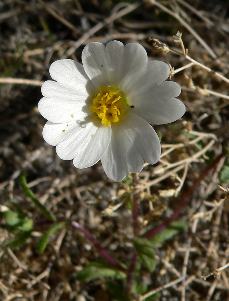 Whitedaisy Tidytips photo 2