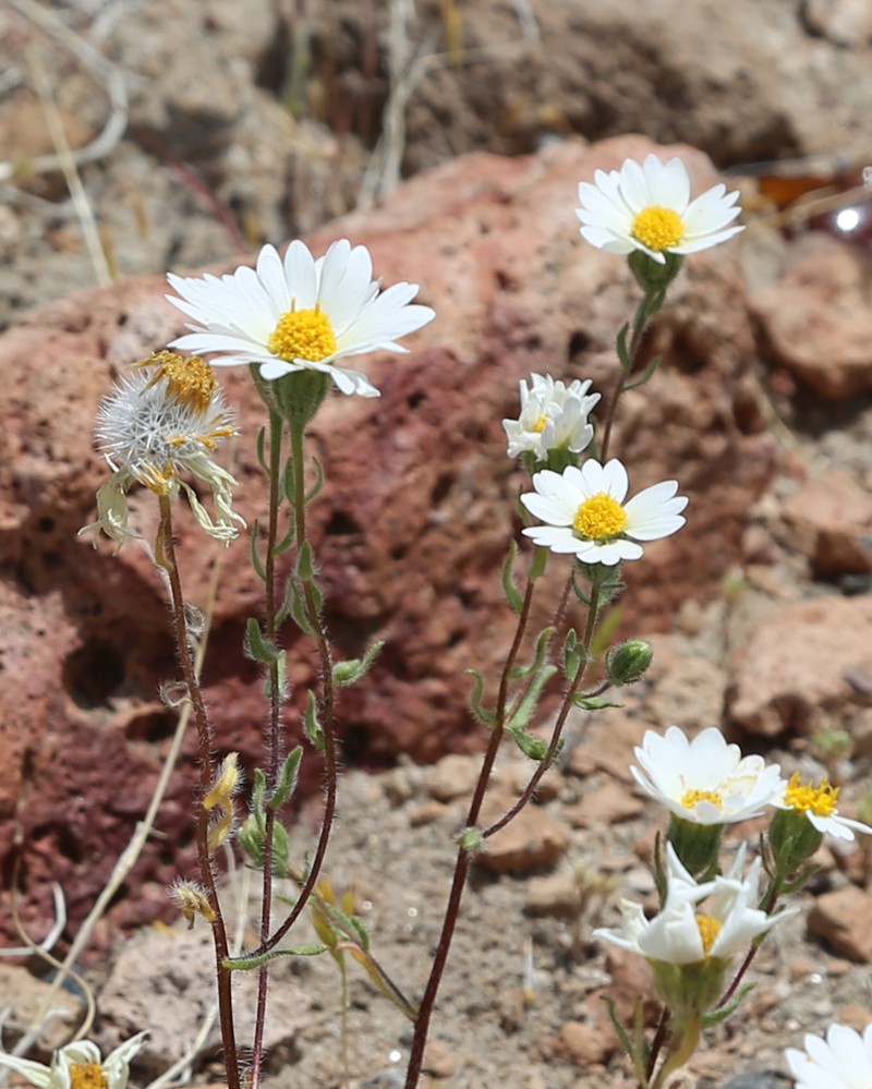 Whitedaisy Tidytips photo 3