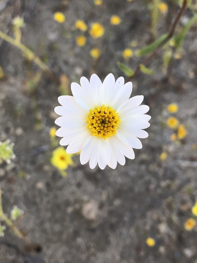 Whitedaisy Tidytips photo 2