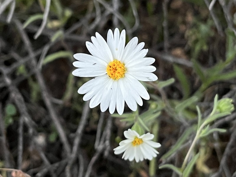 Whitedaisy Tidytips photo 3