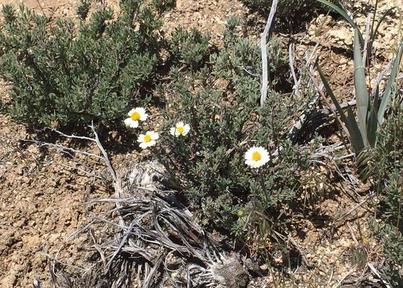 Whitedaisy Tidytips photo 4