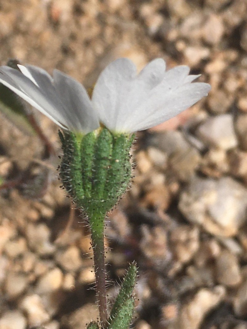 Whitedaisy Tidytips photo 5