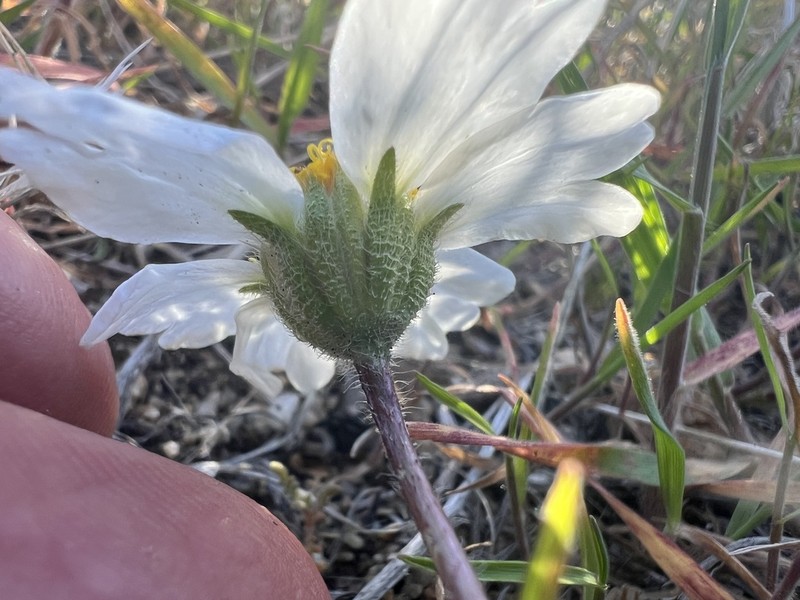 Whitedaisy Tidytips photo 6