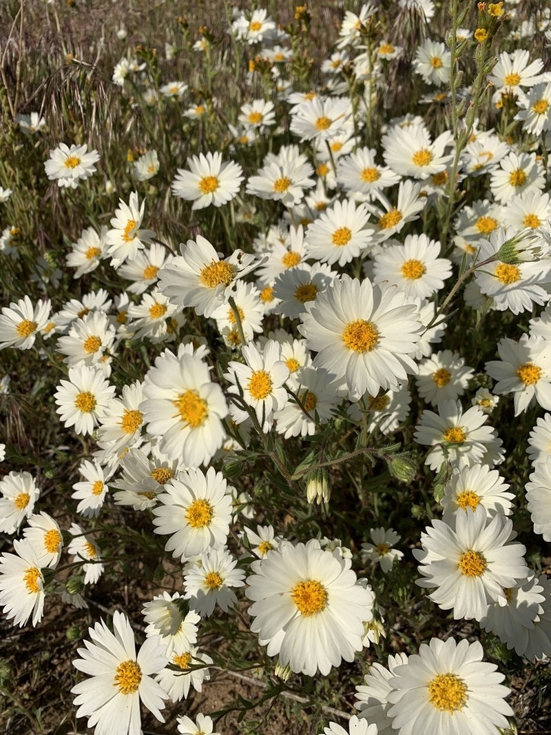 Whitedaisy Tidytips photo 7