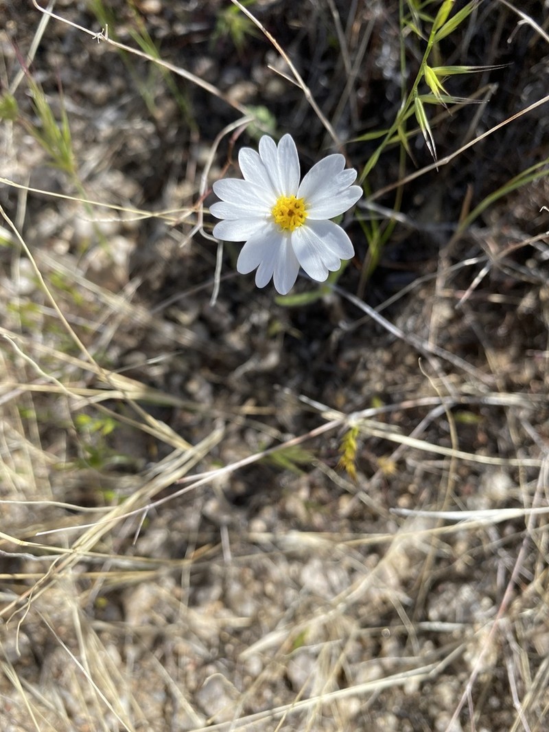 Whitedaisy Tidytips photo 8