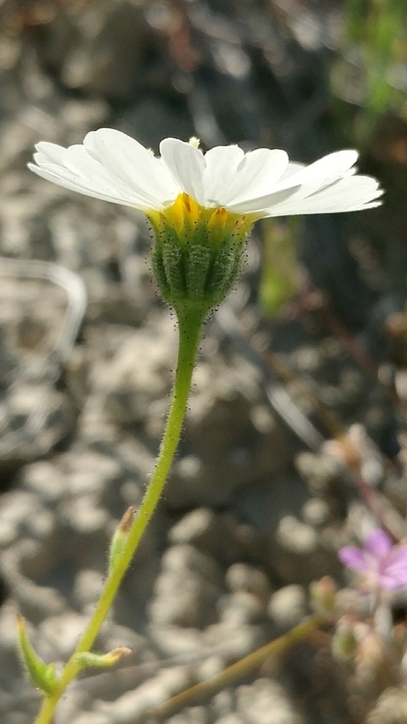 Paleyellow Tidytips