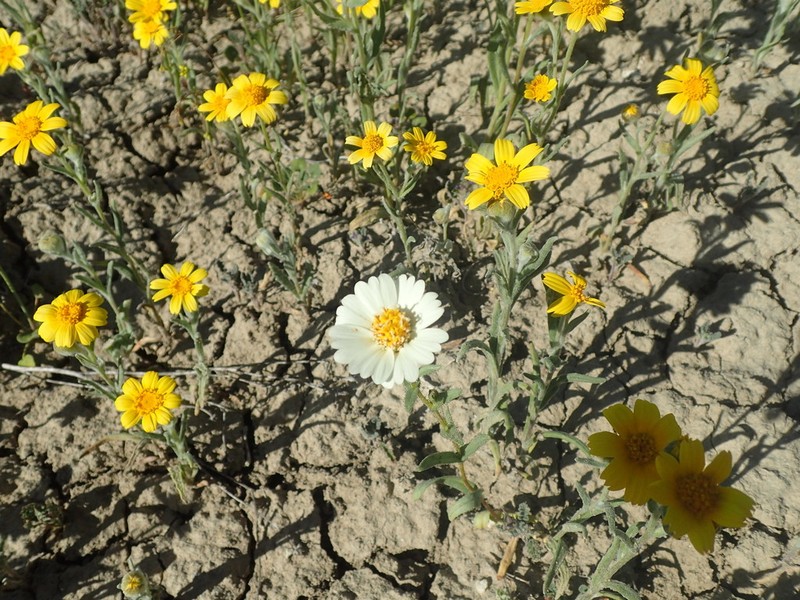 Paleyellow Tidytips photo 2