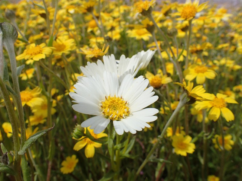 Paleyellow Tidytips photo 3