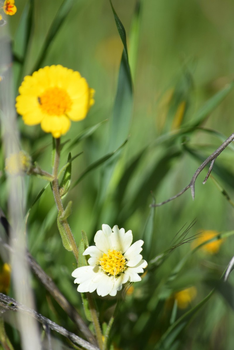 Paleyellow Tidytips photo 5