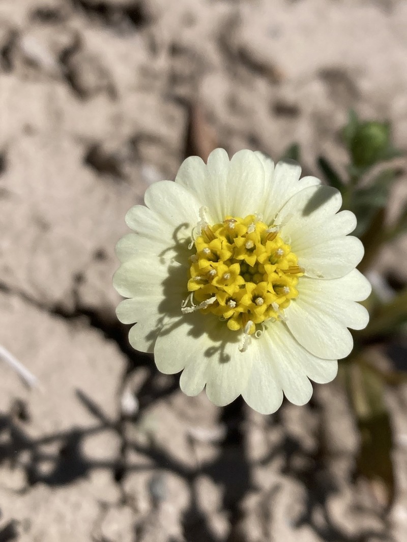 Paleyellow Tidytips photo 6