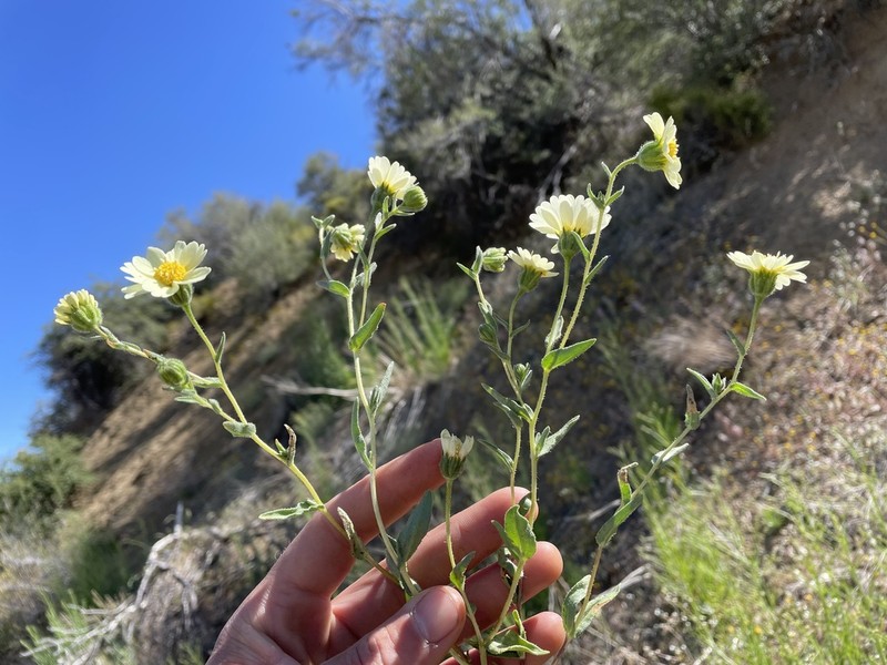 Paleyellow Tidytips photo 7