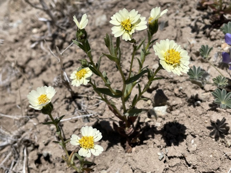 Paleyellow Tidytips photo 8