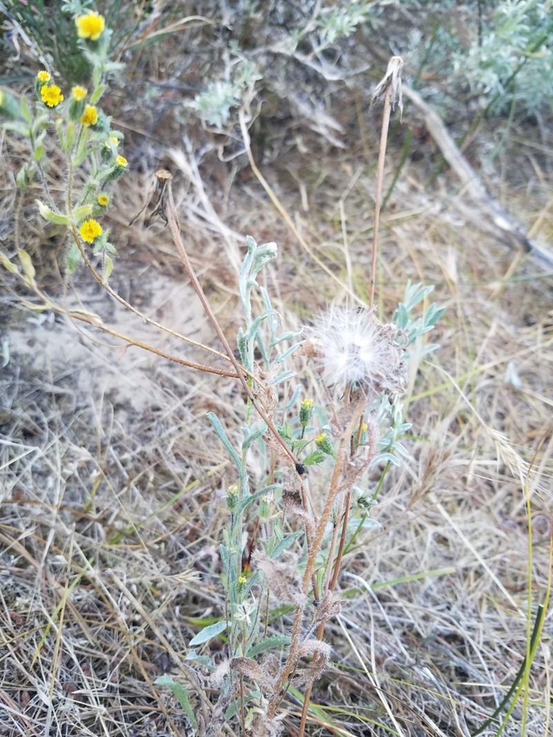 Tall Tidytips