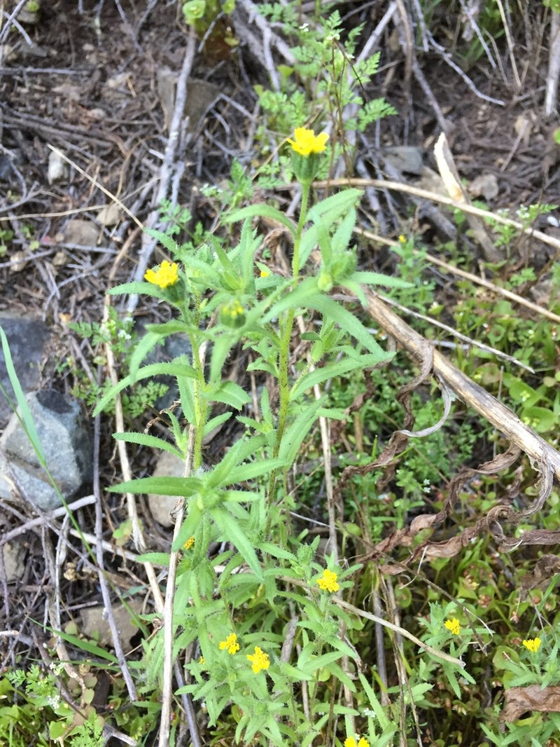 Tall Tidytips photo 2