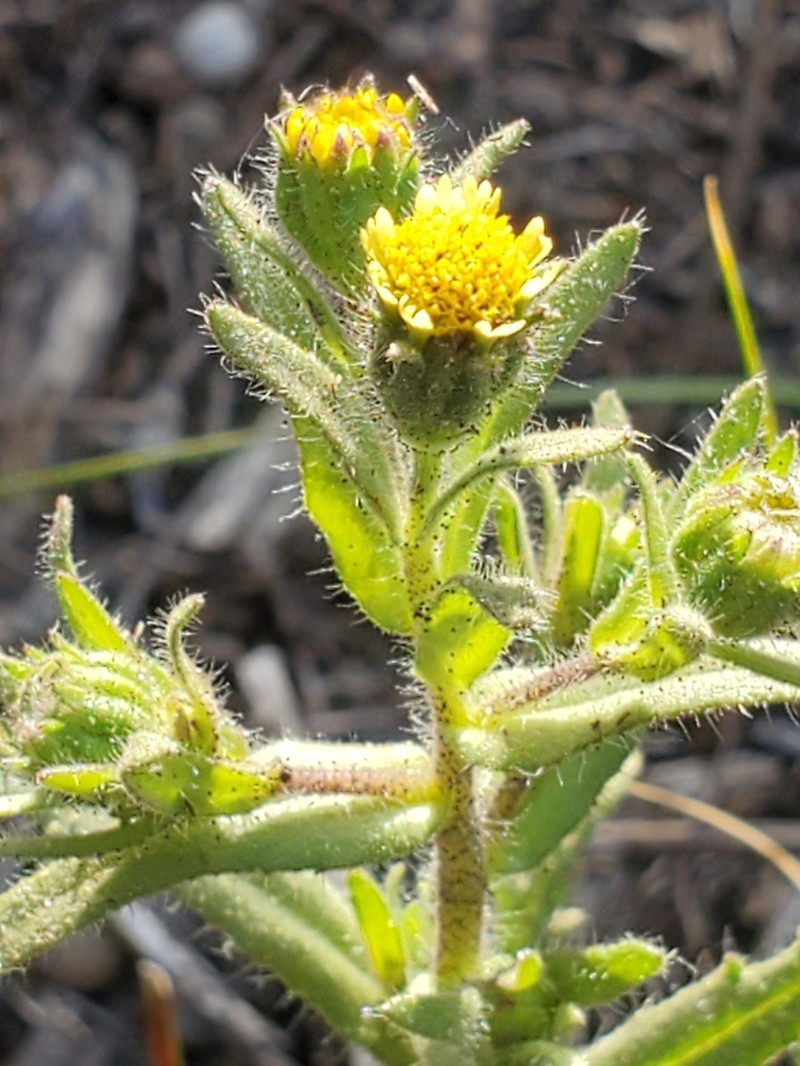 Tall Tidytips photo 3