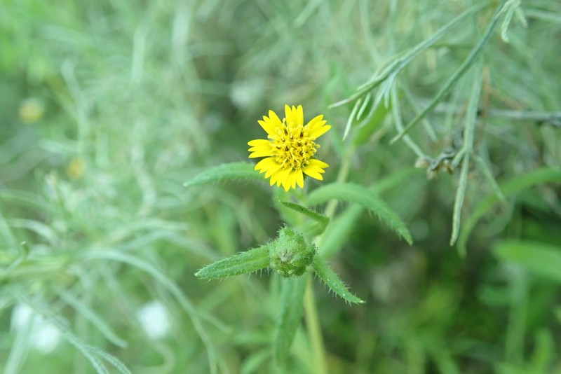 Tall Tidytips photo 4