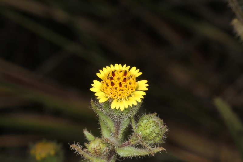Tall Tidytips photo 6