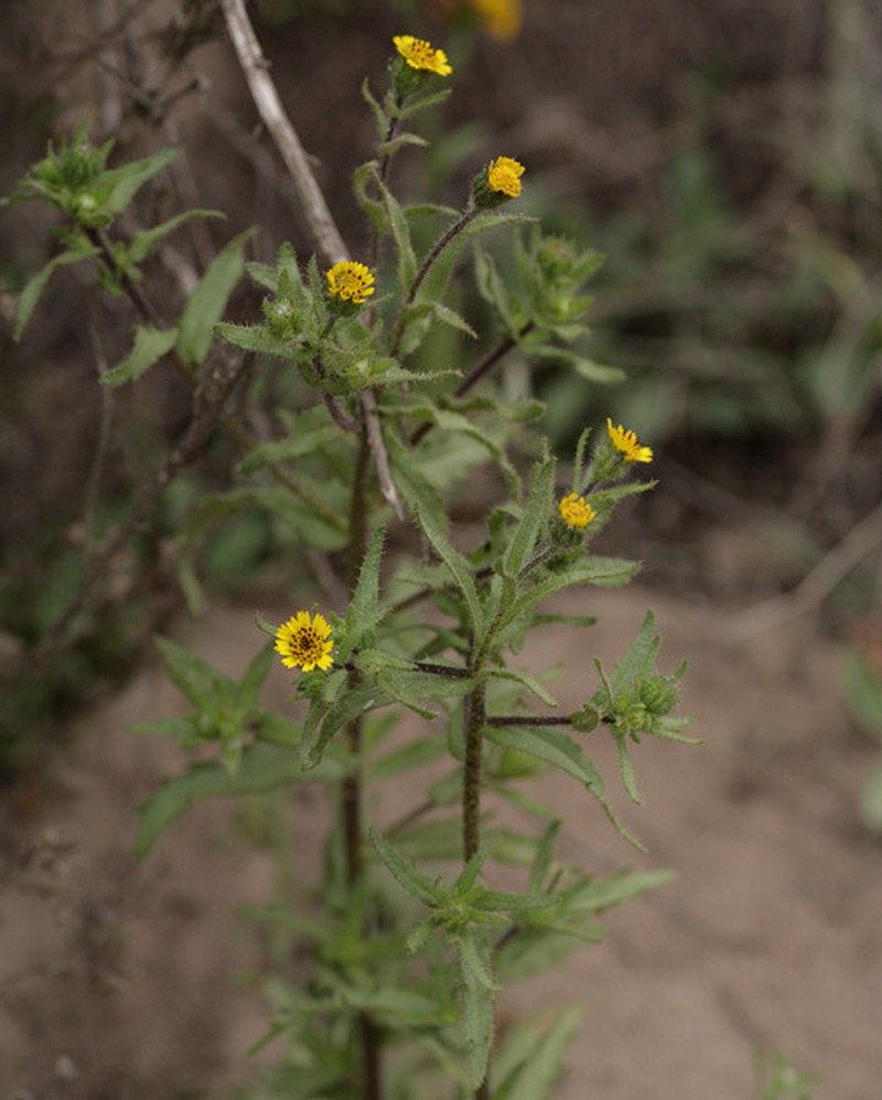 Tall Tidytips photo 7