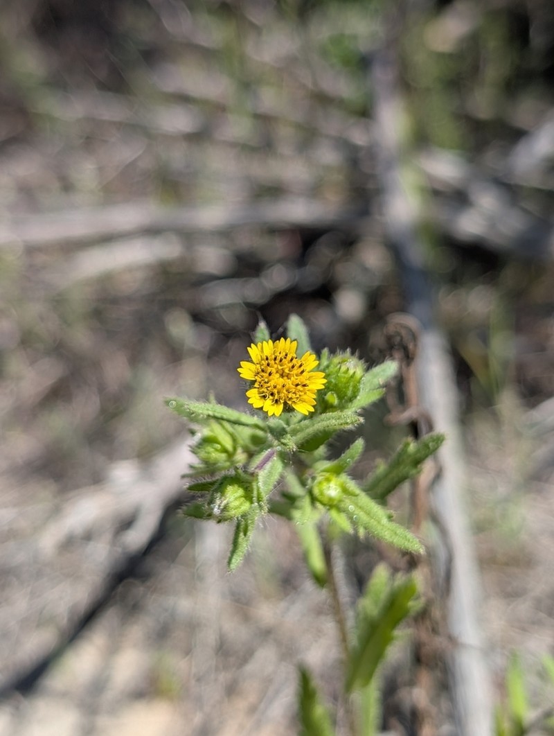 Tall Tidytips photo 8