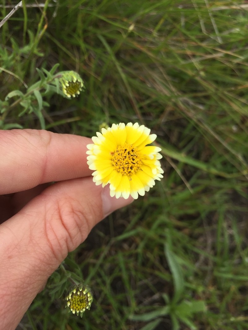 Jones' Tidytips photo 4