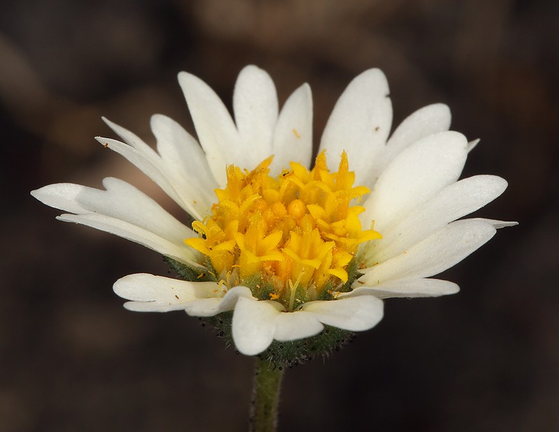 Comanche Point Tidytips