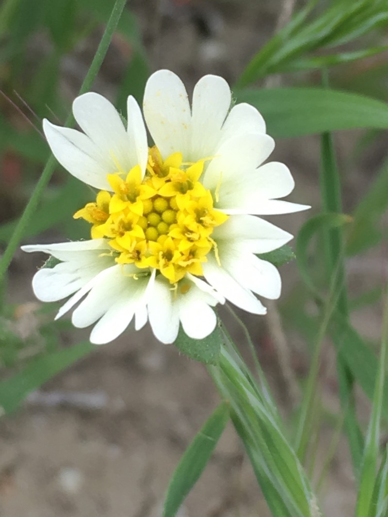 Comanche Point Tidytips photo 5
