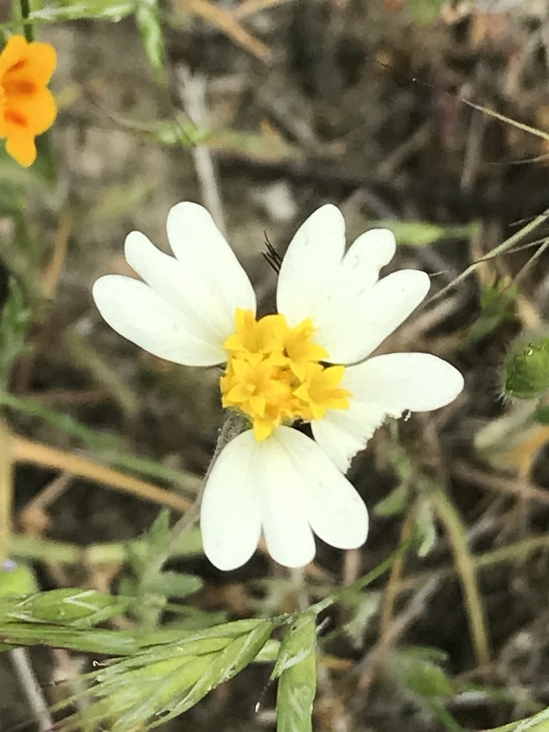 Comanche Point Tidytips photo 6
