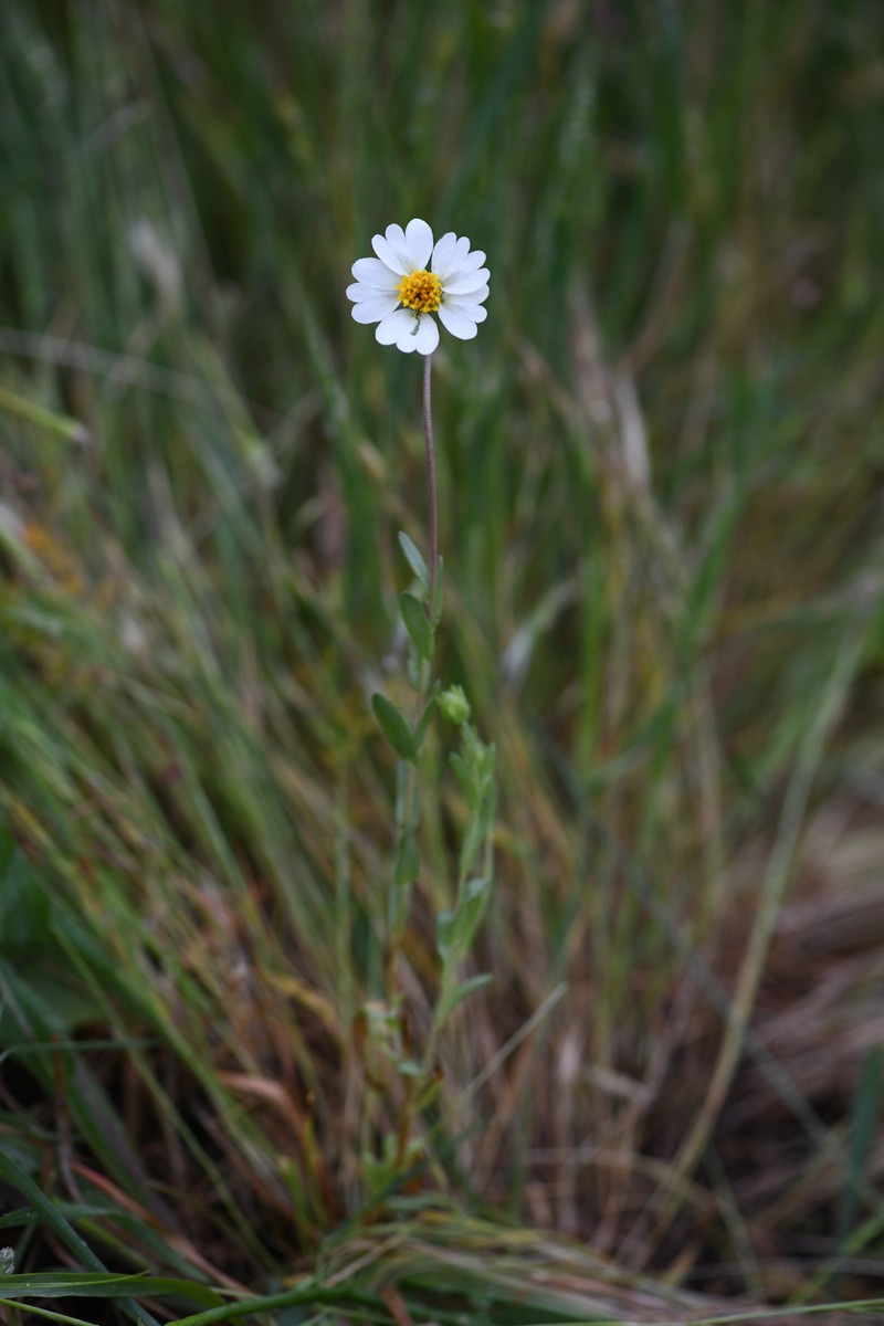 Comanche Point Tidytips photo 8