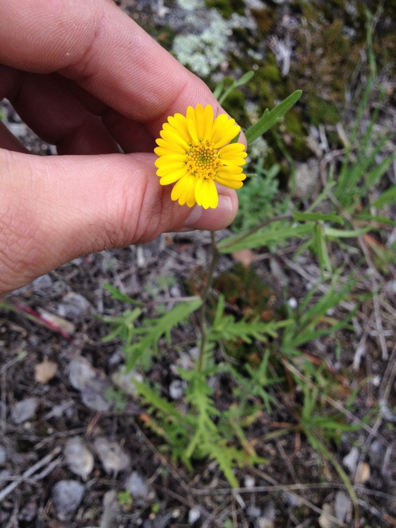 Sierra Tidytips photo 2