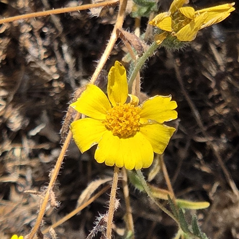 Sierra Tidytips photo 3