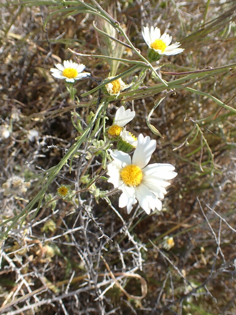 Sierra Tidytips photo 4