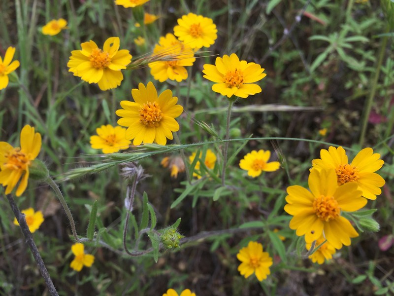 Sierra Tidytips photo 7
