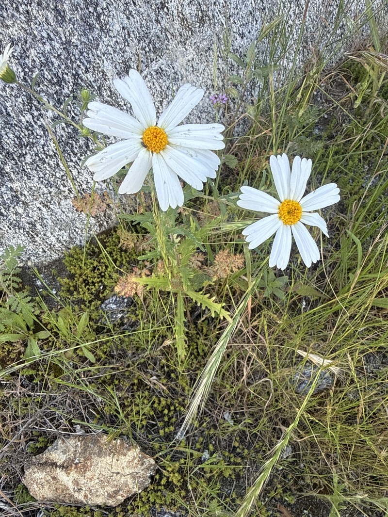 Layia pentachaeta subsp. albida