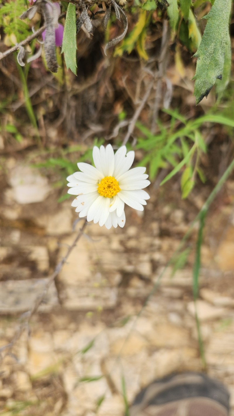 Layia pentachaeta subsp. albida photo 2